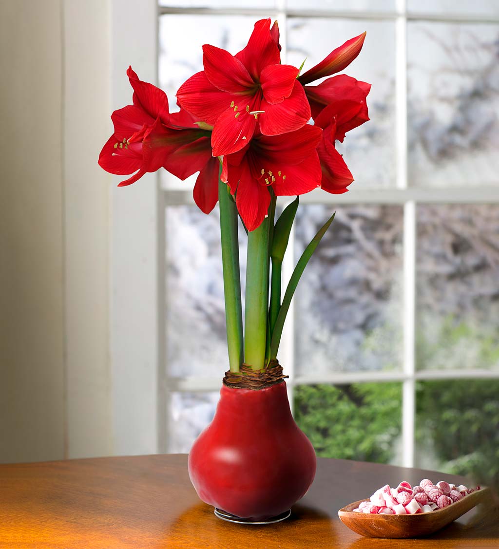 Waxed Self-Contained Amaryllis Bulbs, Set of 6