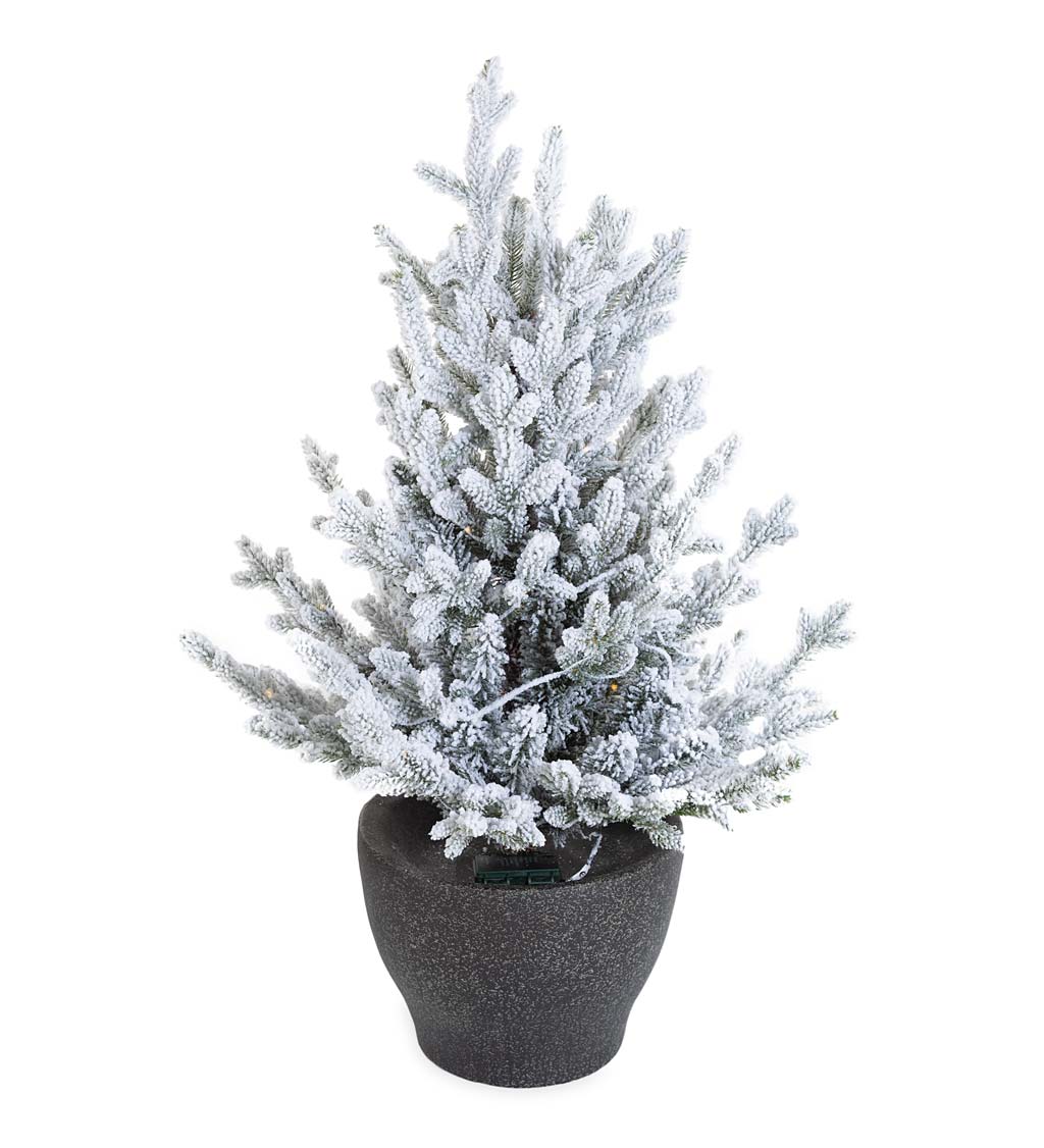 Indoor/Outdoor Flocked Roanoke Spruce Potted Tree with Warm White LEDs