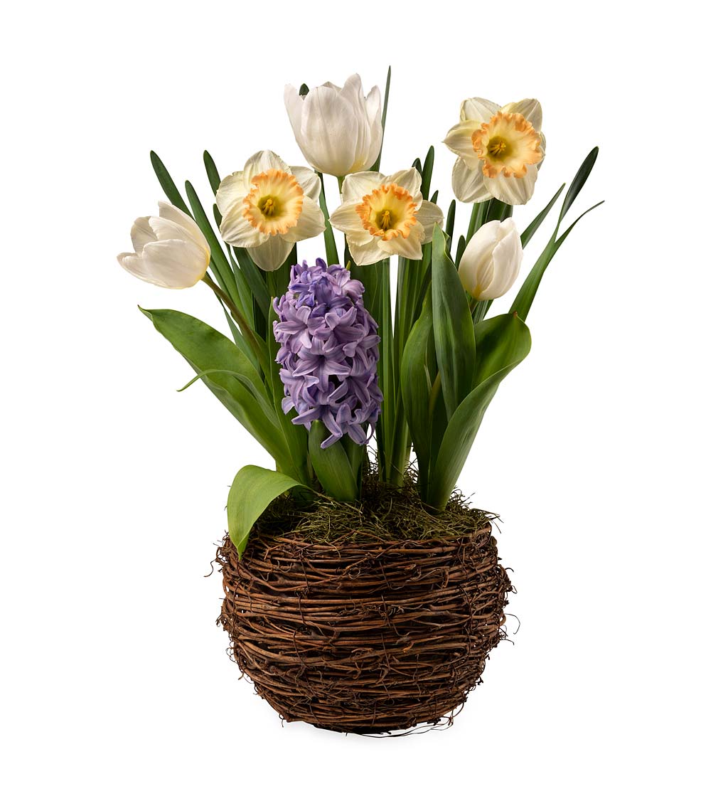 Tulip, Daffodil and Hyacinth Flower Bulb Gift Garden