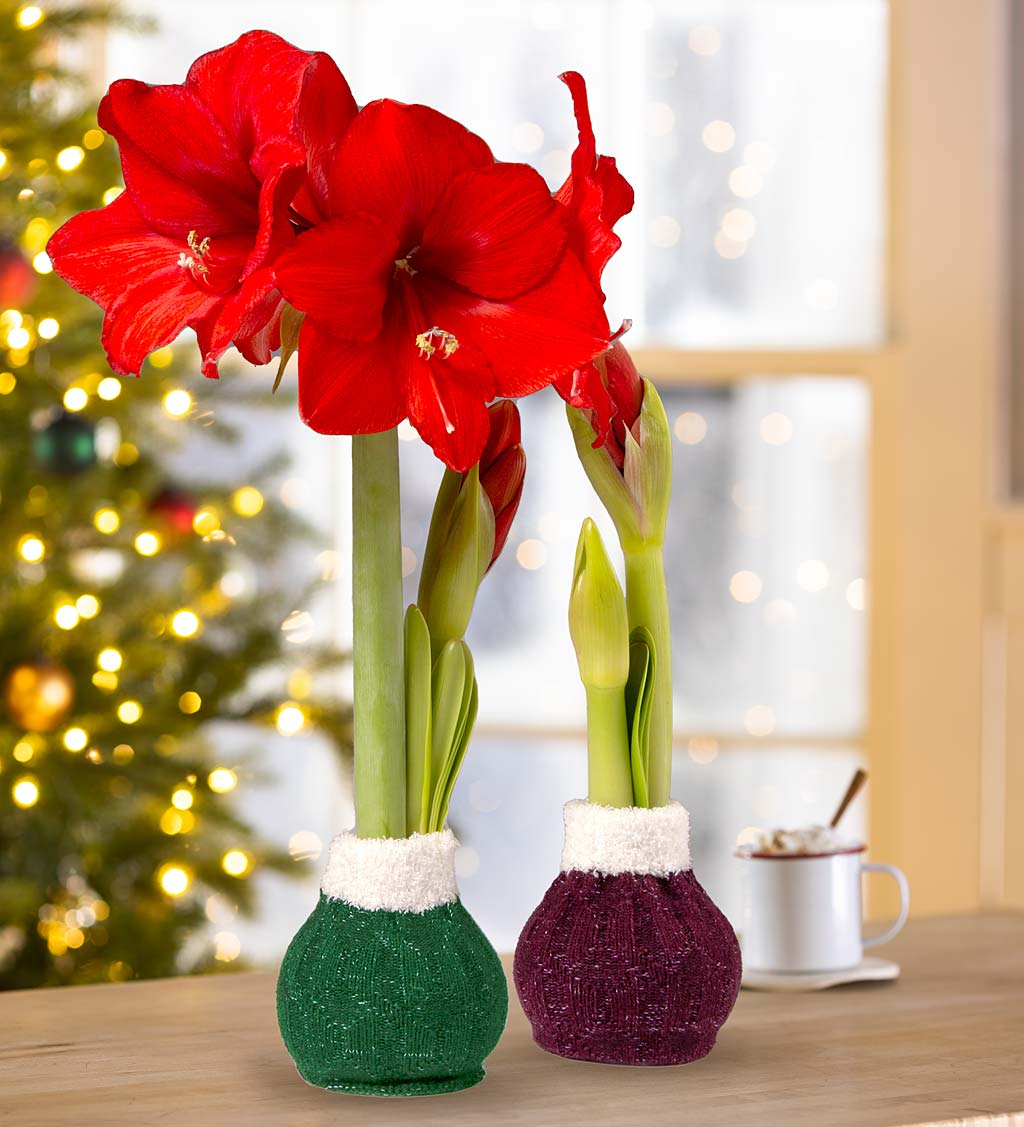 Cozy Wooly Sweater Self-Contained Amaryllis Flower Bulb
