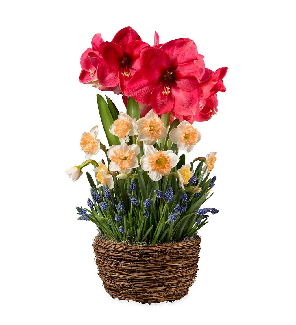 Amaryllis and Narcissus Flower Bulb Gift Garden