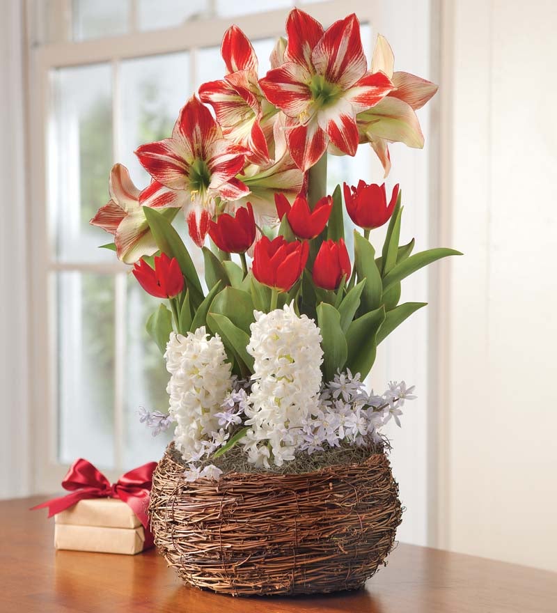 Amaryllis, Tulip And Hyacinth Noel Gift Garden