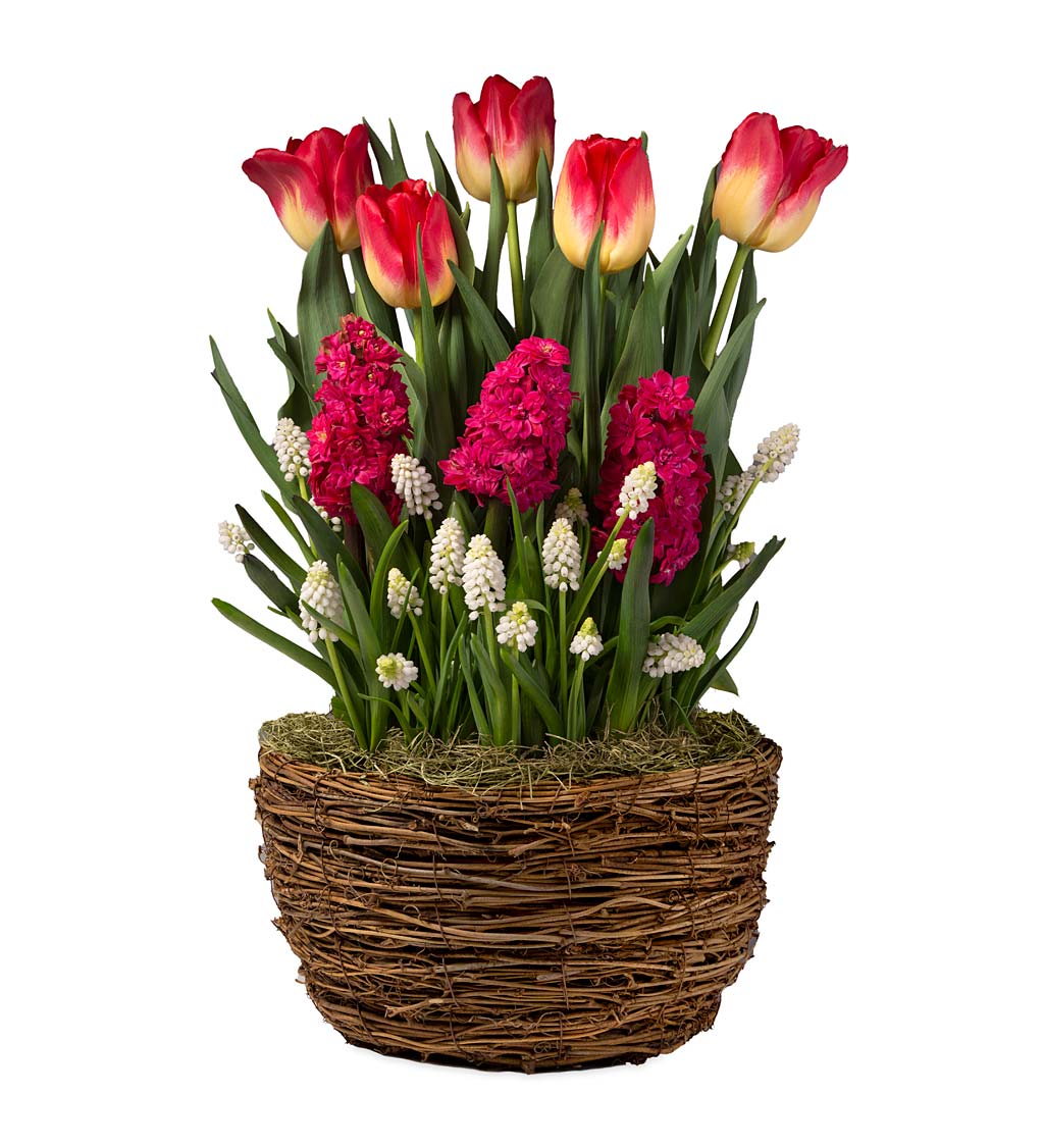 Tulip, Hyacinth and Muscari Flower Bulb Gift Garden