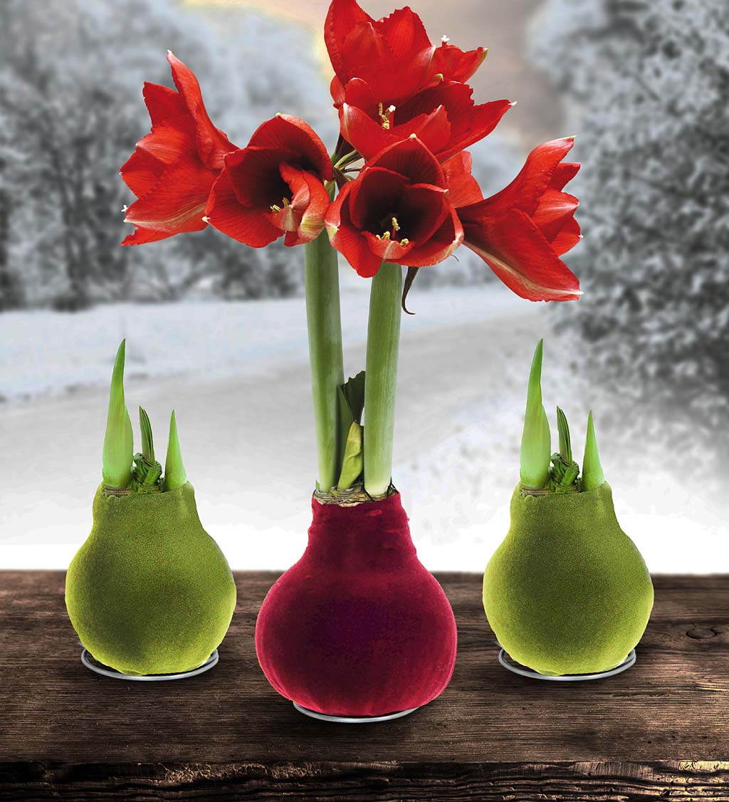 Velvet Self-Contained Amaryllis Flower Bulbs, Set of 6