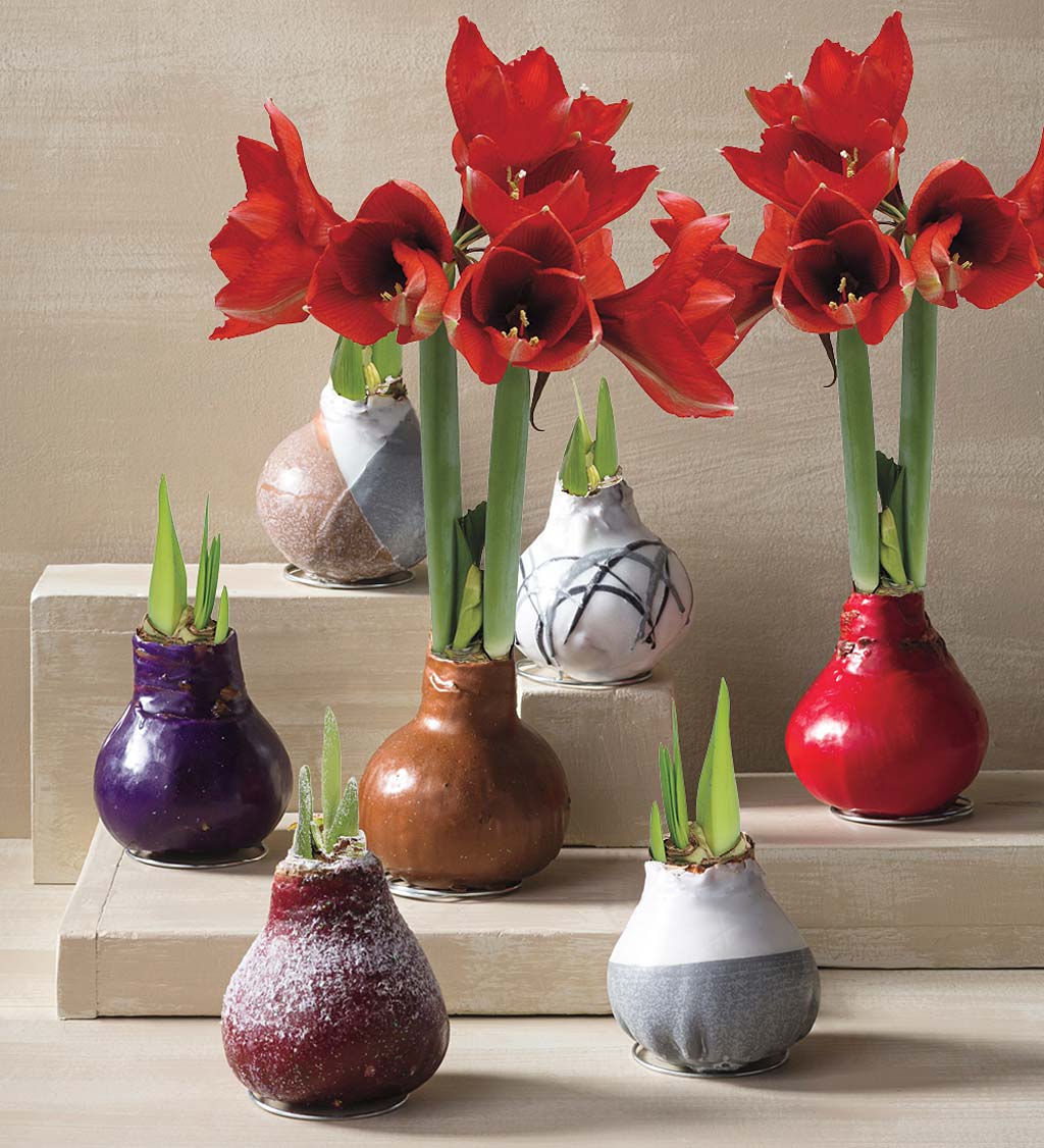 Waxed Self-Contained Amaryllis Flower Bulb Gift