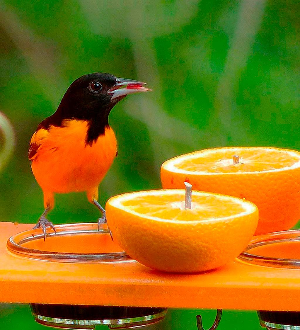 Recycled Plastic Poly-Lumber Oriole Bird Feeder