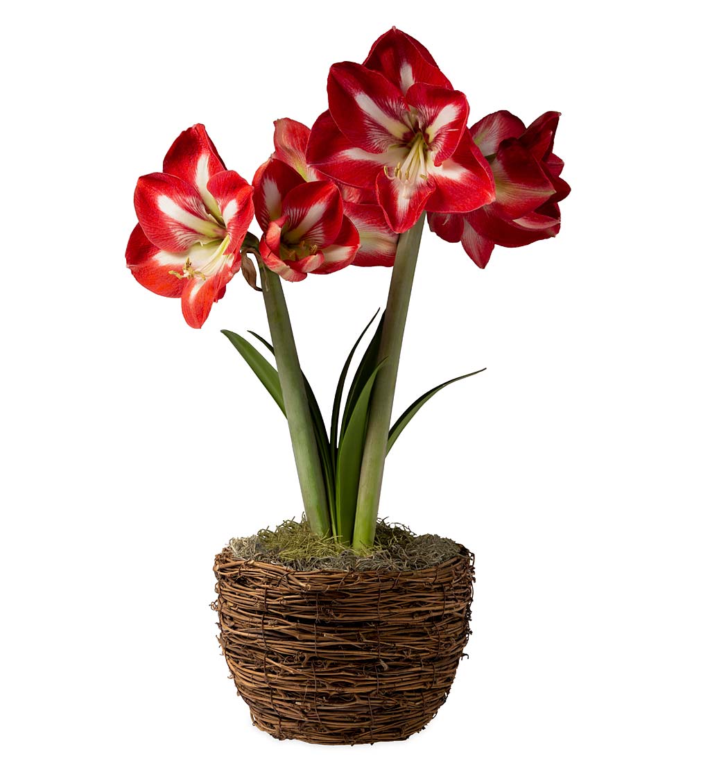 Potted 'Design' Amaryllis Bulb in Woven Basket