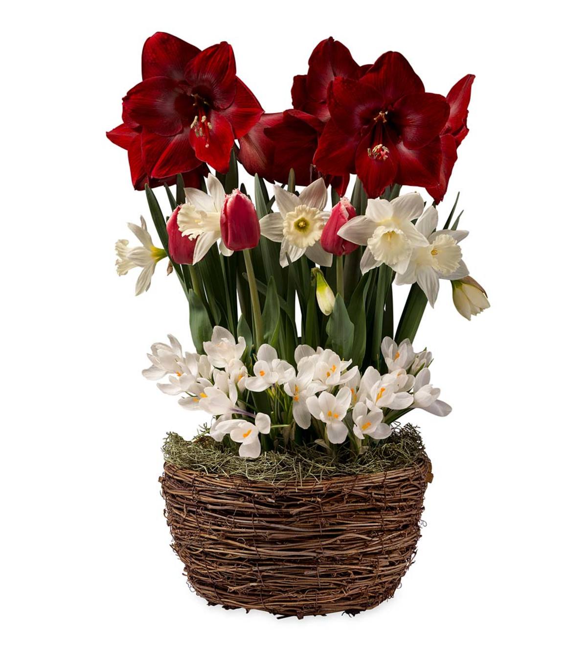 Assorted Dutch Flower Bulb Holiday Gift Garden | Plow & Hearth