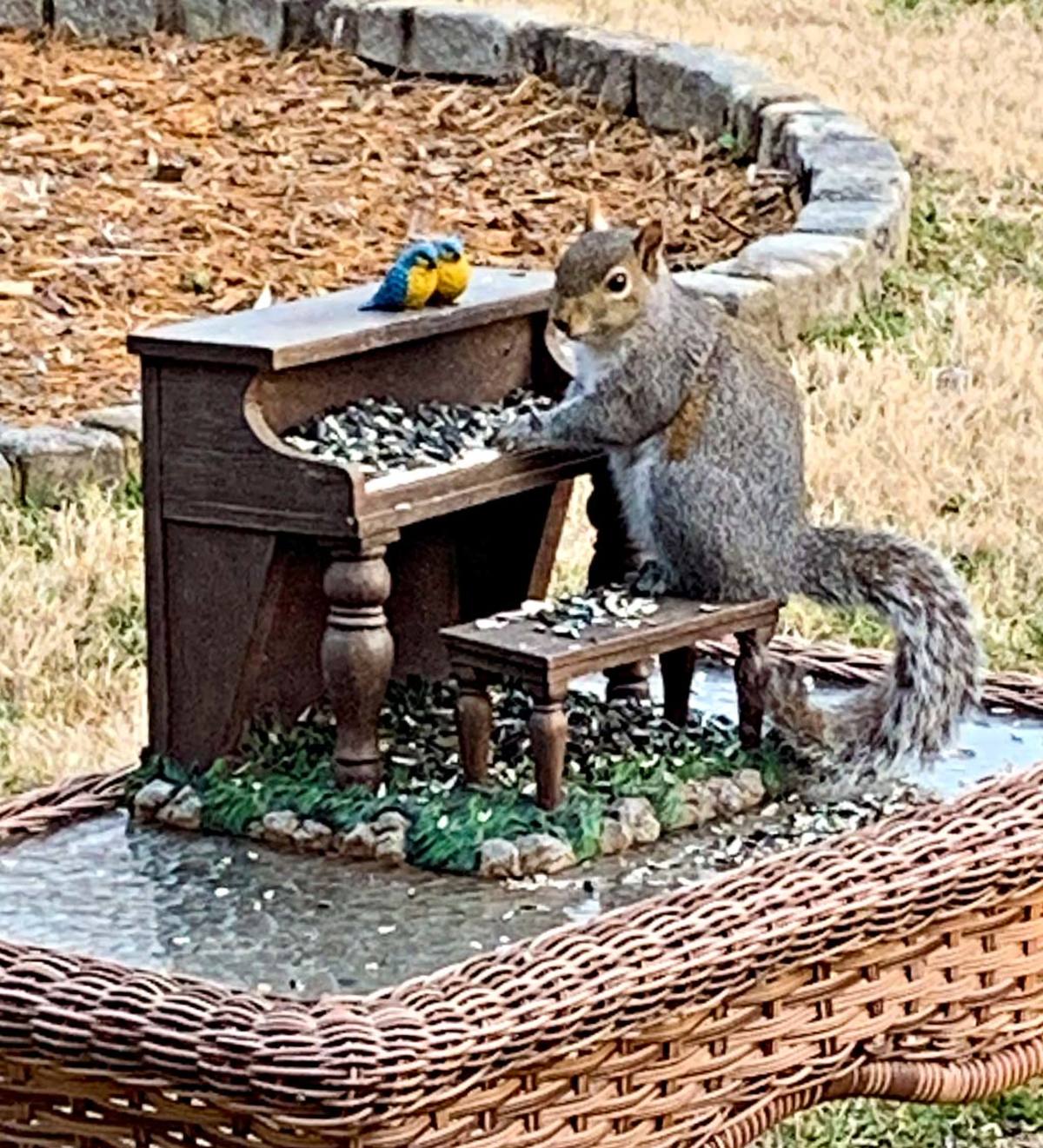 squirrel train table