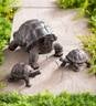 Tortoise Family Resin Garden Accents