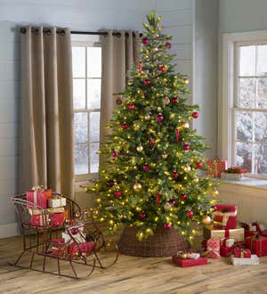 A Grandis Fir Christmas tree with lights, ornaments and presents