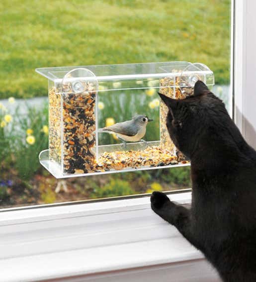 A One-Way Mirror Bird Feeder with a cat watching the bird from behind the mirror